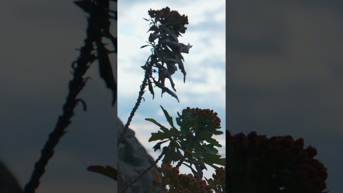 Small Seaside Town in Japan #shorts