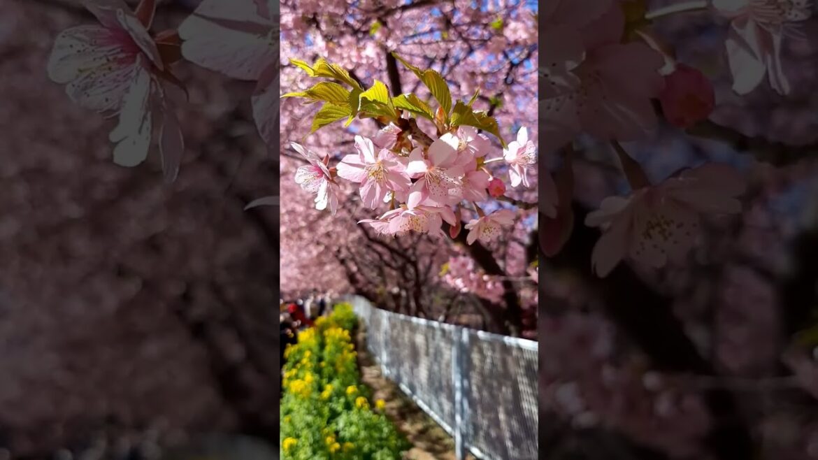 Kawazu-Zakura, Kawazu Cherry Blossom | Tokyo Travel | Japan Travel Guide | Travel Tips #shorts