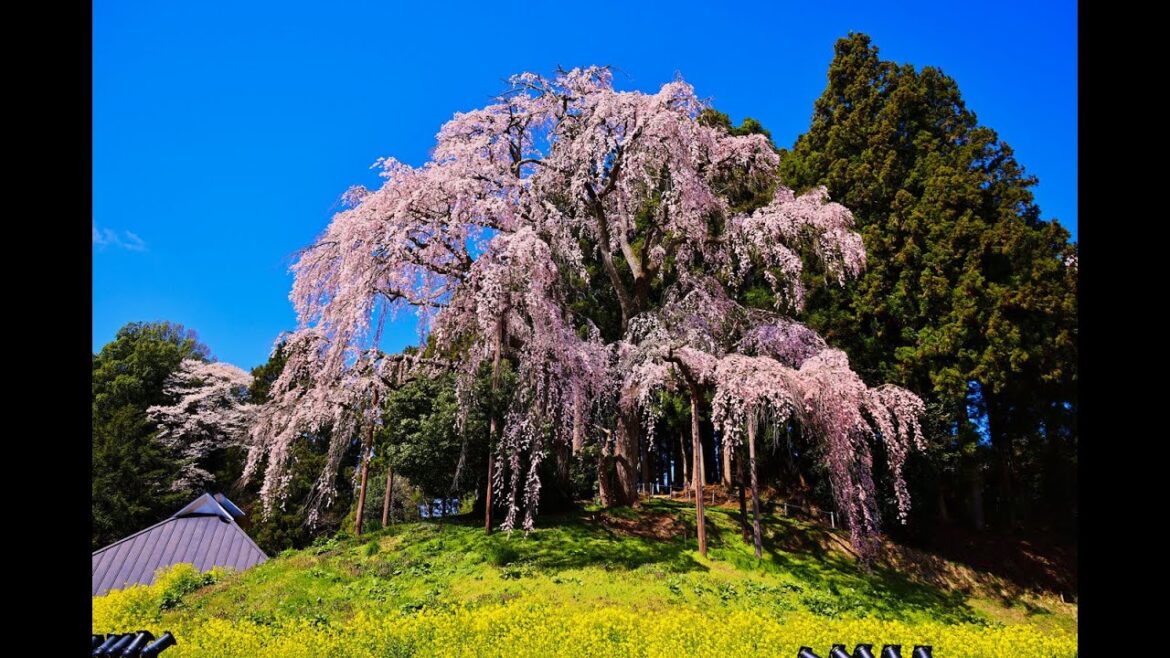 8K HDR 福島 合戦場の桜と周辺の桜 Fukushima Sakura at Kassenba and Vicinity