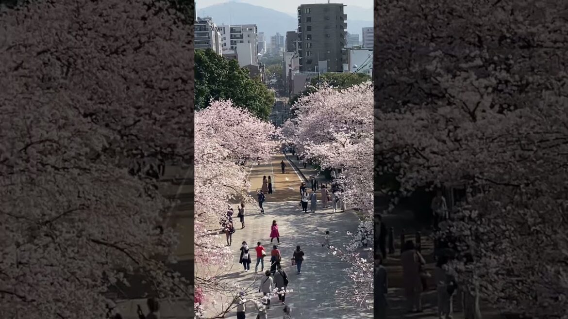 Nishi park is a popular location on our walking tours of Fukuoka.