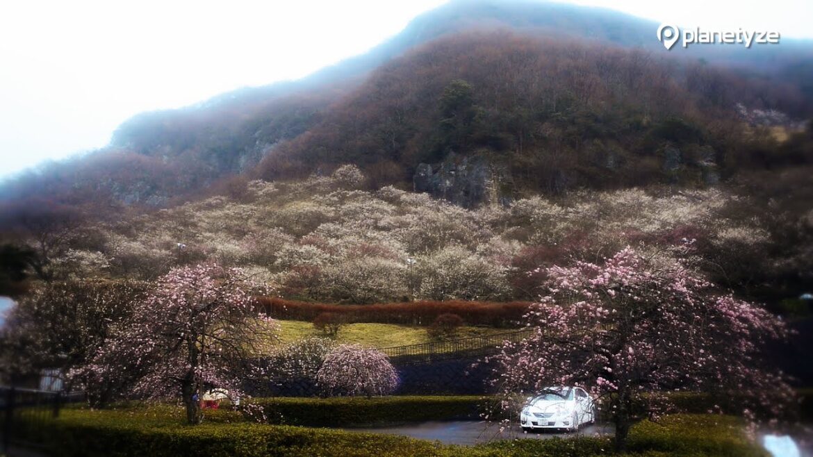 ume no utage, Yugawara | One Minute Japan Travel Guide ume no utage, Yugawara | One Minute Japan Travel Guide