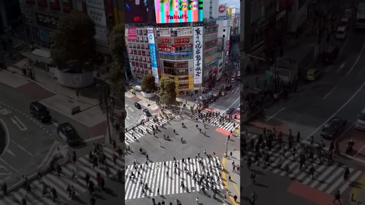 #日本 #tokyo #shibuya #japan #japanese #asia #shorts #travel #viral #nippon #anime #japon japon #short