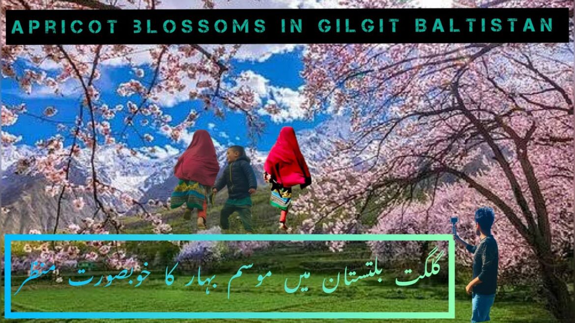 Kids Enjoying Apricot Blossoms At Hometown Kanday || Spring Season In Gilgit Baltistan | Shanu Vlogs