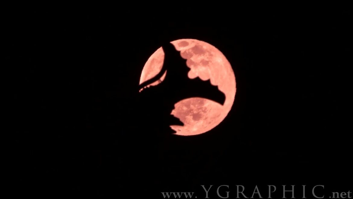 Full Moon Rises from Matsumoto Castle | 松本城から満月が昇る