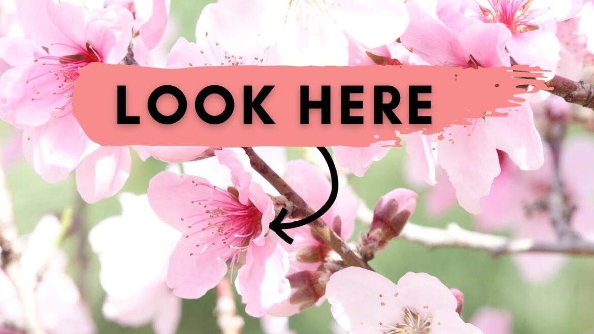 🌸 Unlock the Secrets to Seeing Japan’s Cherry Blossoms in Full Bloom: 5 Tips you NEED to Know! 🌸 Unlock the Secrets to Seeing Japan's Cherry Blossoms in Full Bloom: 5 Tips you NEED to Know!