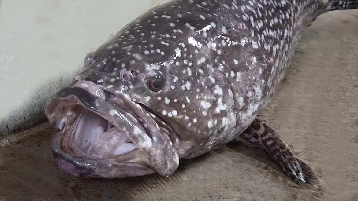 Street Food in Taiwan – Giant Fried Grouper Fish Taiwan seafood Street Food in Taiwan - Giant Fried Grouper Fish Taiwan seafood