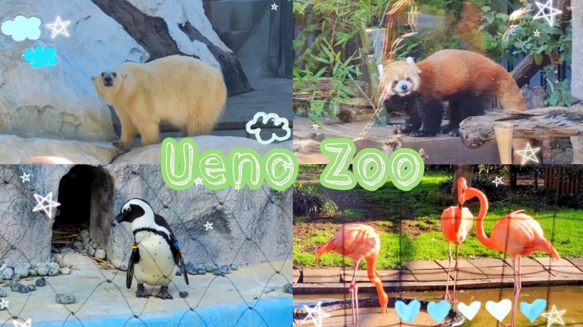Ueno Zoo Tour Japan 2022 (Japan Vlog)