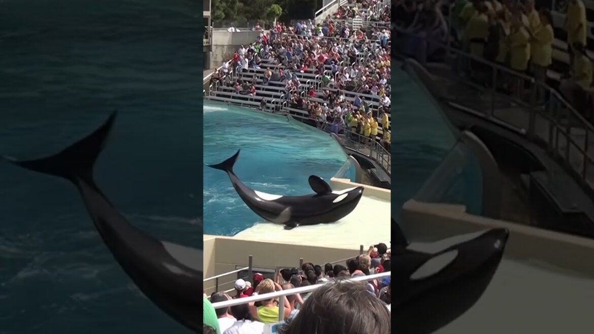 Orca Whale Spin at SeaWorld CALIFORNIA