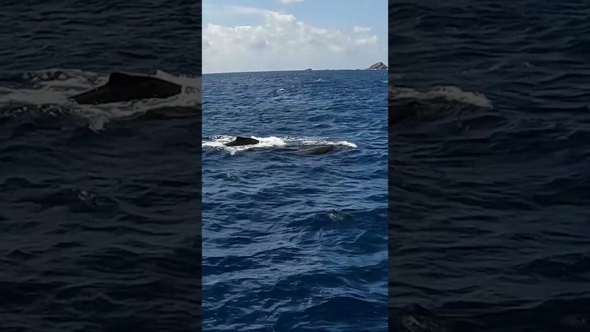 Whale Watching & Snorkelling in Japan! Zamami Island Life