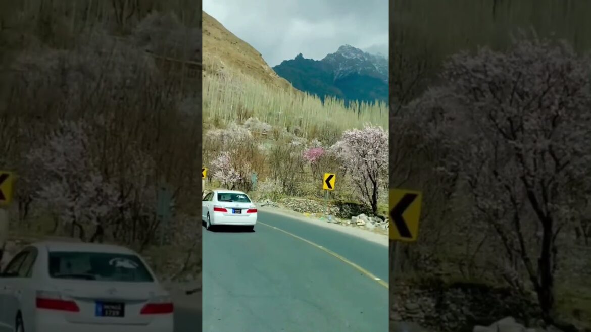 Apricot Blossoms In Hunza Valley || Karakoram Highway Nomal Village || Shanu Vlogs #nagar #gilgit