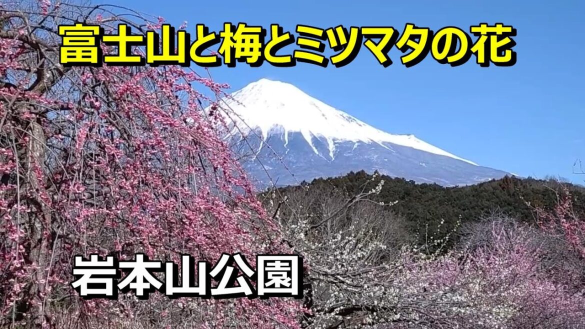 富士山と梅とミツマタ　Mount Fuji and plum blossoms