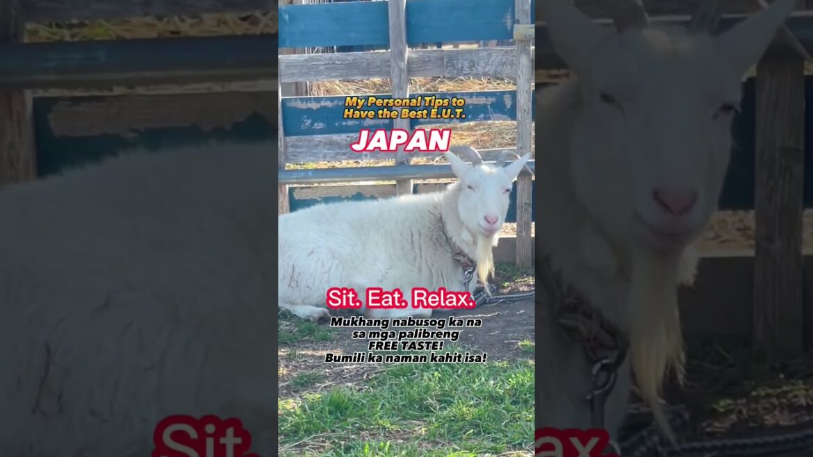 #japan #travel #spring #canolafields #hamamatsu #kakegawa #shizuoka #菜の花 #桜 #浜松市 #掛川