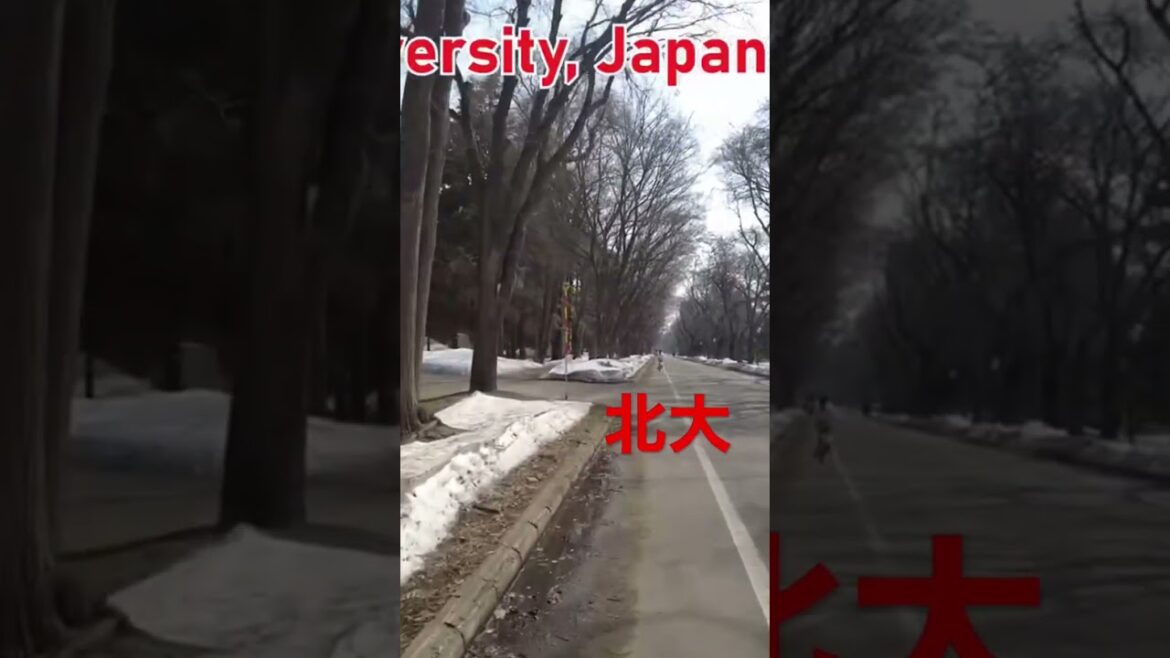 北大大通り main street #札幌 #北海道 #shorts  Hokkaido University #djipocket2