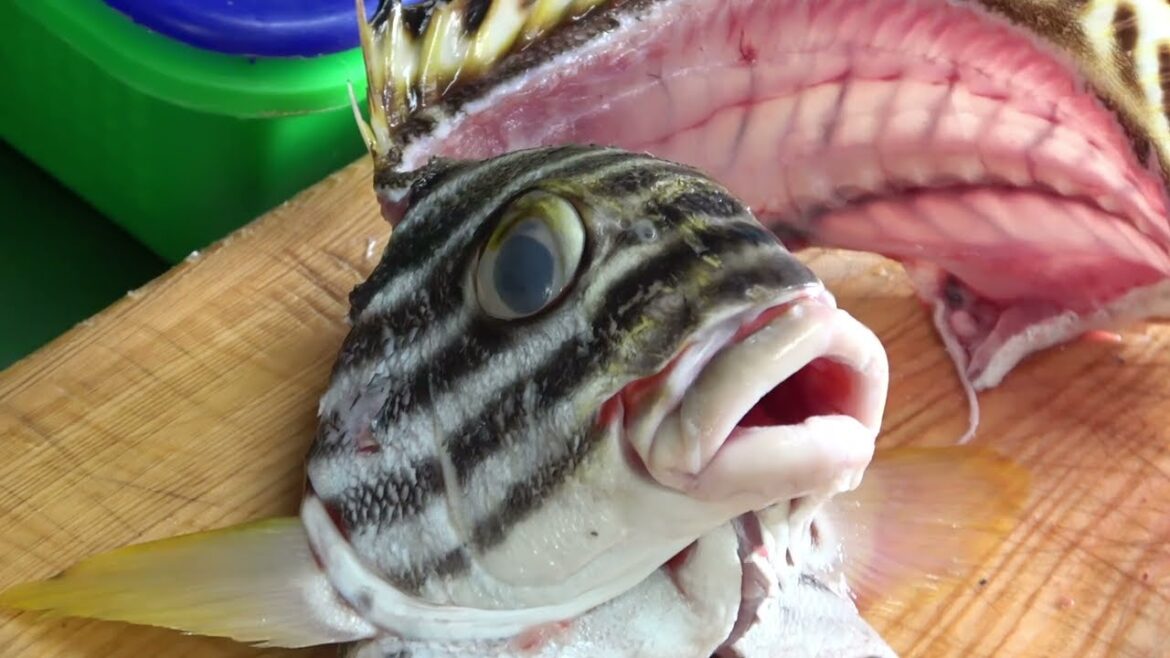 How to fillet Crescent grunter fish for Sashimi – Taiwanese street food How to fillet Crescent grunter fish for Sashimi - Taiwanese street food