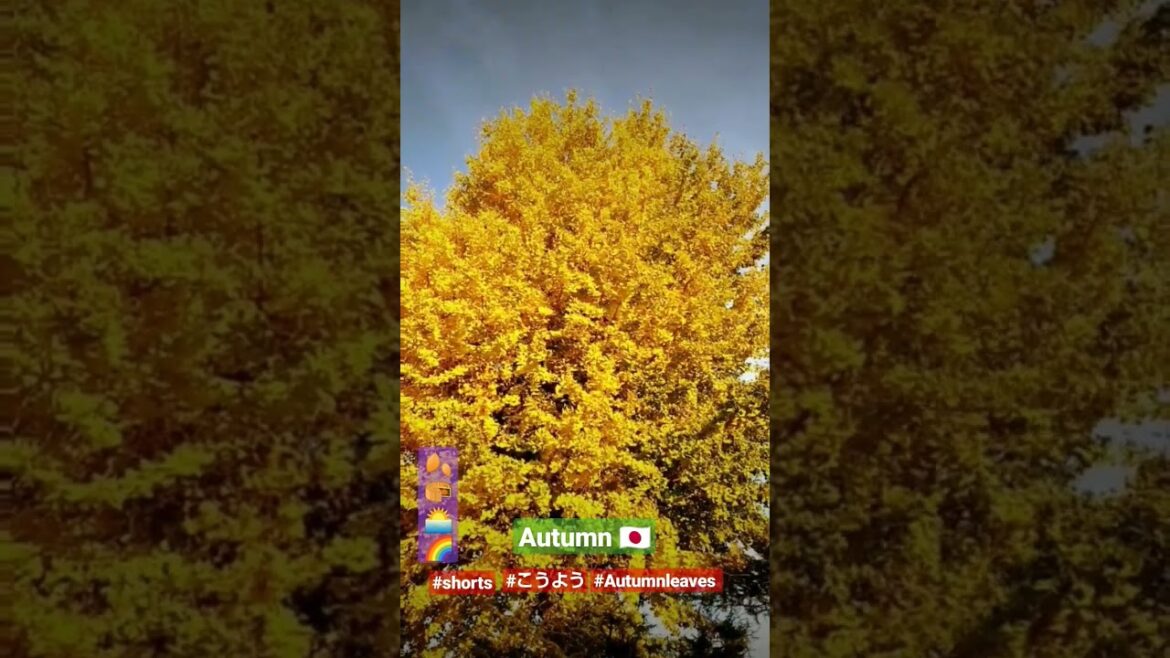 Autumn 🍂🍁🇯🇵/koyo 🌿🍂/こうよう🇯🇵/ Japan tavel tips /Japan travel 🗾/traveler🧳✈️/#shorts