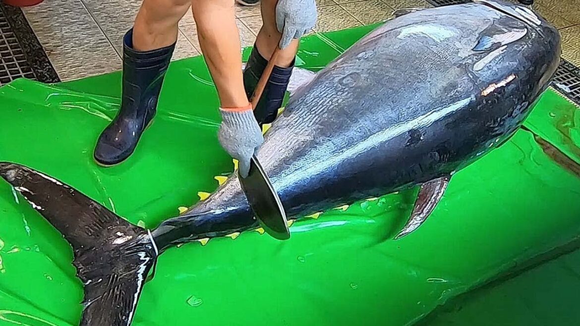 400KG Super Giant Bluefin Tuna Cutting Luxurious Sashimi