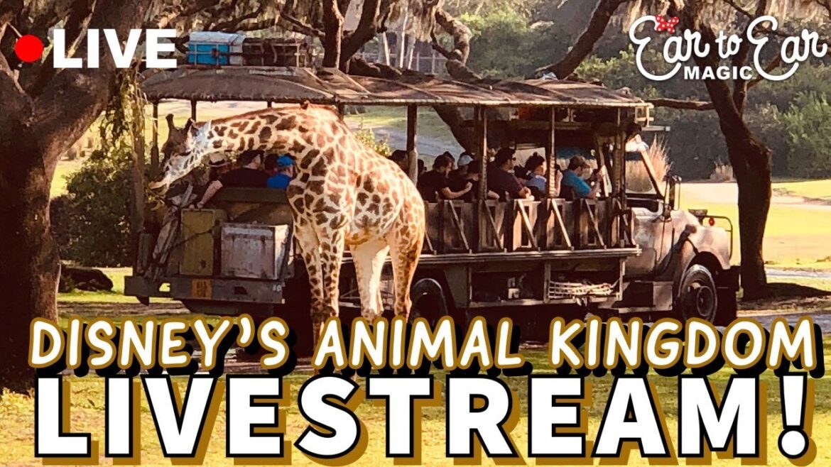 🔴 LIVE – Disney’s Animal Kingdom Livestream 03-09-23 🔴 LIVE - Disney’s Animal Kingdom Livestream 03-09-23