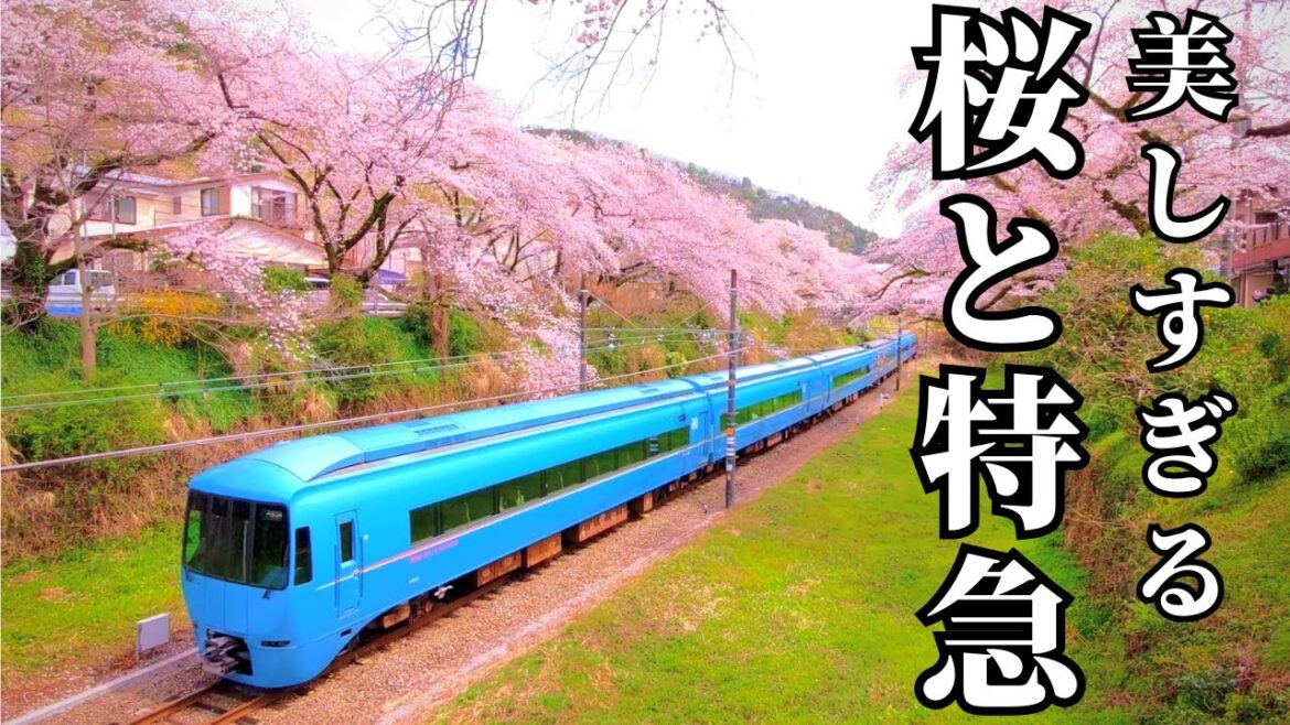 【なんて綺麗なんだ…】🌸桜のトンネルをくぐる青い小田急ロマンスカーが美しい! 絶景 お花見 鉄道 ひとり旅 【なんて綺麗なんだ…】🌸桜のトンネルをくぐる青い小田急ロマンスカーが美しい! 絶景 お花見 鉄道 ひとり旅