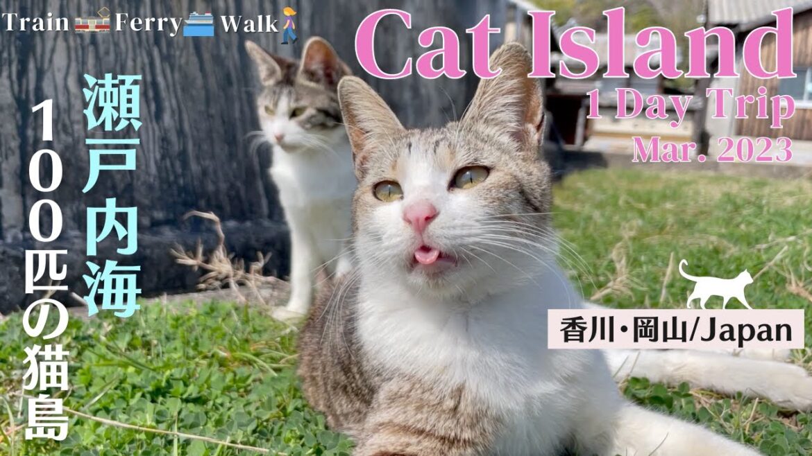Japan's Cat Island. More cats than people! Sanagi Island and Manabe Island in Seto Inland Sea. | 猫島