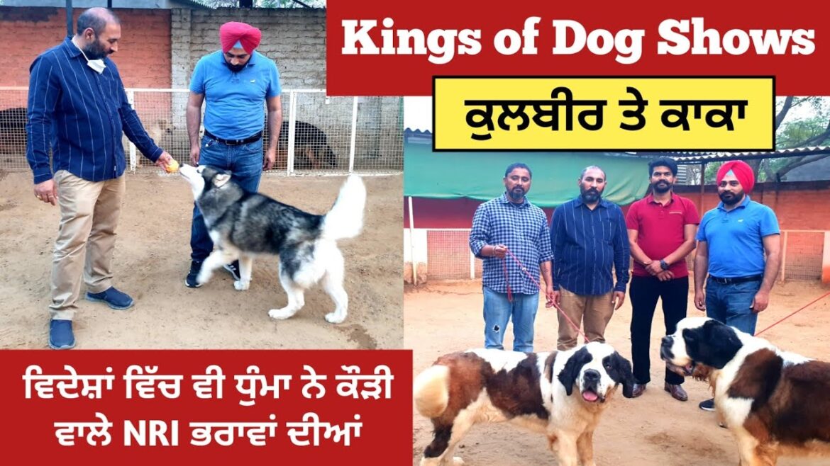 ਦੇਖੋ ਕਿਸ ਕੋਲ ਨੇ 10-10 ਲੱਖ ਦੇ ਵਿਦੇਸ਼ੀ ਕੁੱਤੇ | Kings of Dog Shows-Kulbir & Kaka ਦੇਖੋ ਕਿਸ ਕੋਲ ਨੇ 10-10 ਲੱਖ ਦੇ ਵਿਦੇਸ਼ੀ ਕੁੱਤੇ | Kings of Dog Shows-Kulbir & Kaka