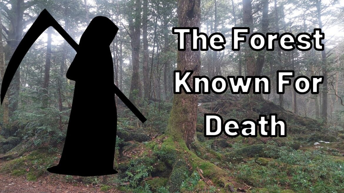 A Forest Famous For Death! Hiking Japan's Aokigahara Forest