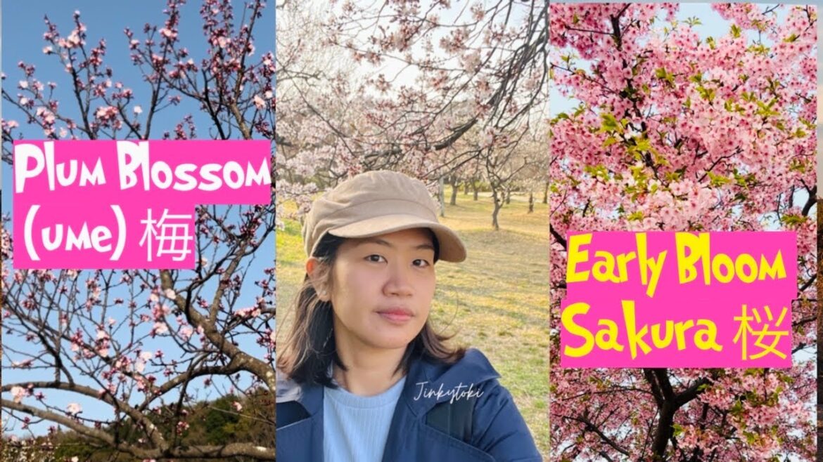 PLUM BLOSSOM (UME) & EARLY BLOOMING SAKURA | SPRING IN JAPAN