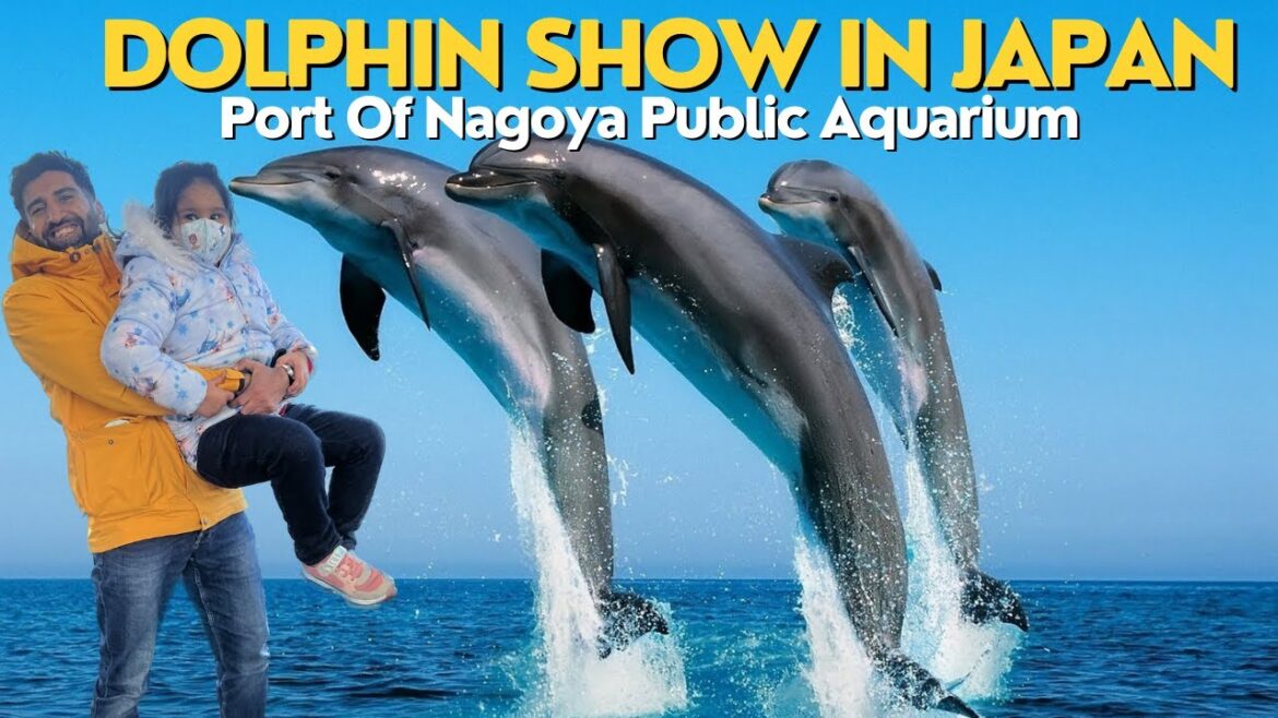 Port Of Nagoya Public Aquarium – Super Amazing Dolphin Show – Port Of Nagoya Public Aquarium - Super Amazing Dolphin Show -
