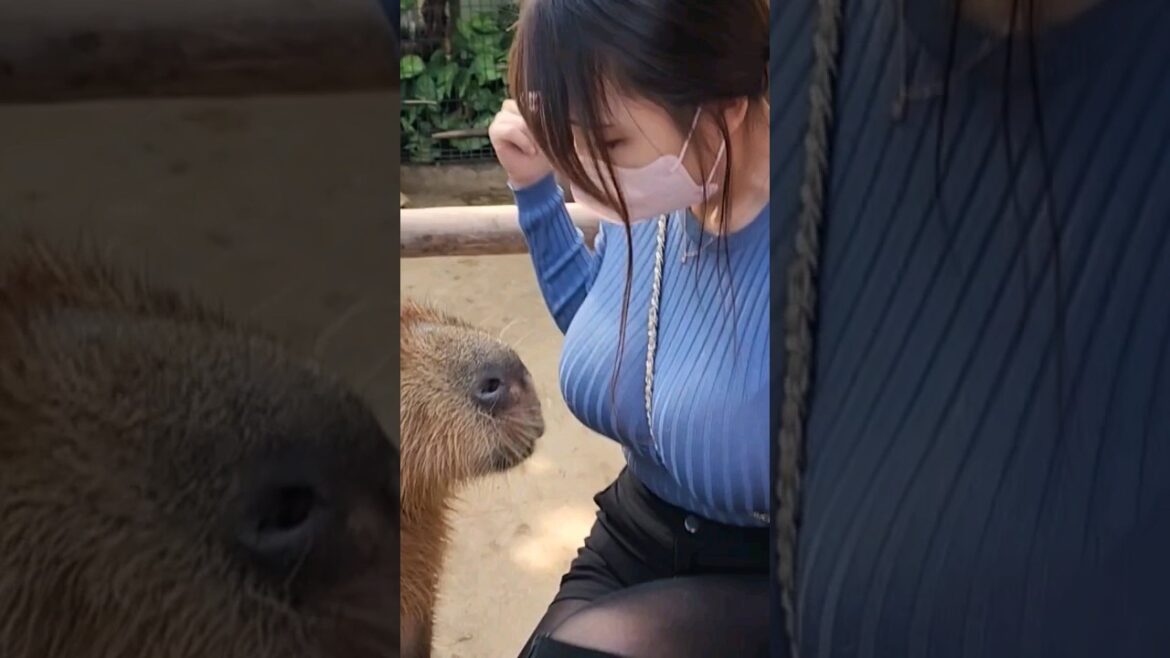 I Finally met Capybara💖 ついにカピバラさんに会いました。 #japan #ショーツ #trip #神戸