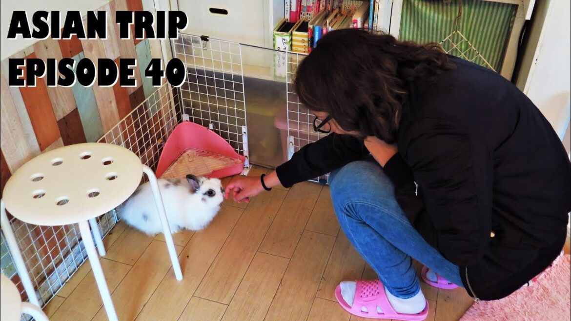 Japan Vlogs - Episode 15 : My Life in Tokyo, Rabbit Cafe, Kiddy Land, Trying Pocky