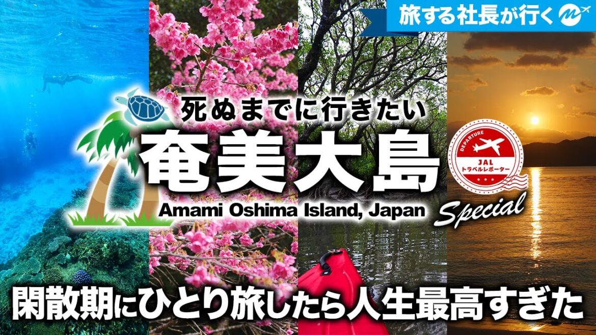 【奄美大島の冬】3泊4日ひとり旅で感動の絶景＆グルメに出会い、人生が変わった瞬間【東洋のガラパゴス・ホエールウォッチング】