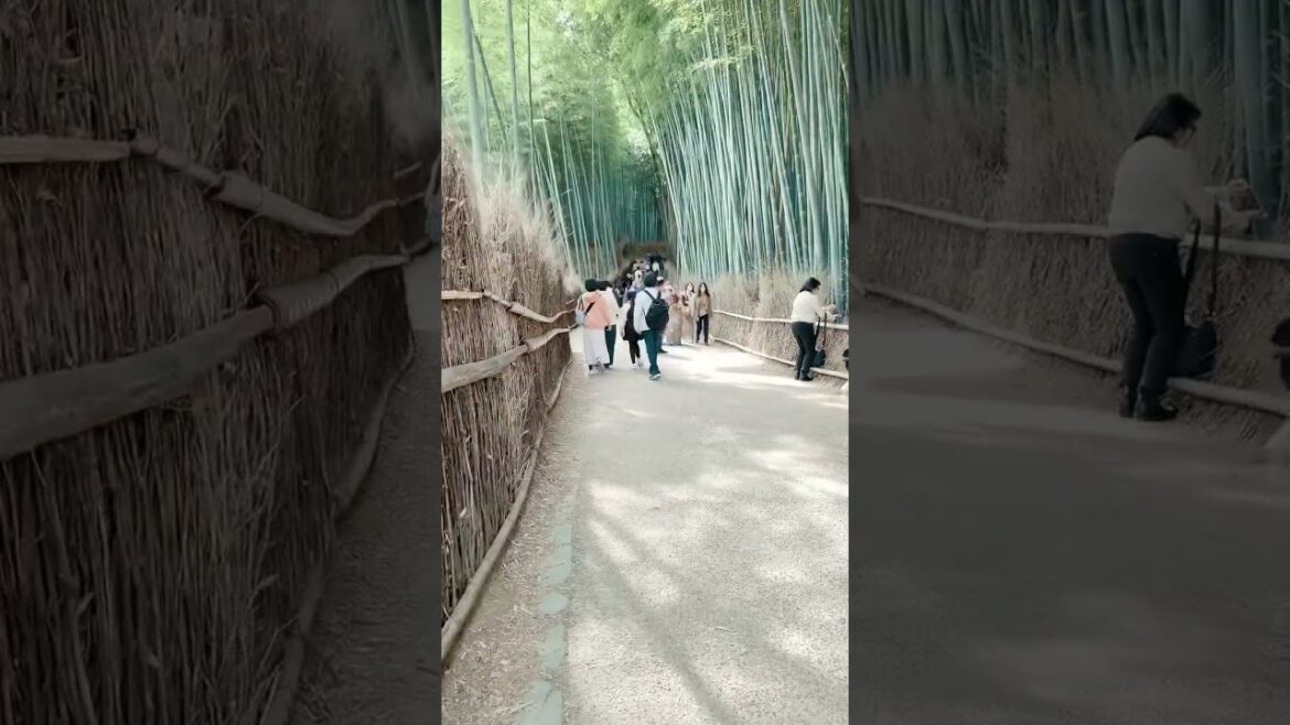 Visit Bamboo Forests in Japan Today #arashiyama #japantravel #bambooforest #kyoto #japan
