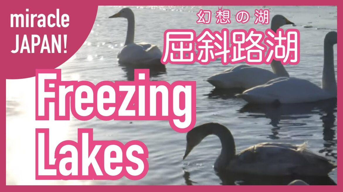 〔4K〕Lake Kussharo frozen over in winter. Swans in the hot spring./結氷した屈斜路湖と白鳥の世界 hokkaido japan 〔4K〕Lake Kussharo frozen over in winter. Swans in the hot spring./結氷した屈斜路湖と白鳥の世界 hokkaido japan