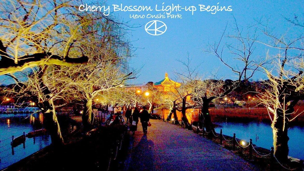 4K【上野公園桜】不忍池 桜ライトアップ始まる 2023 東京 Japan