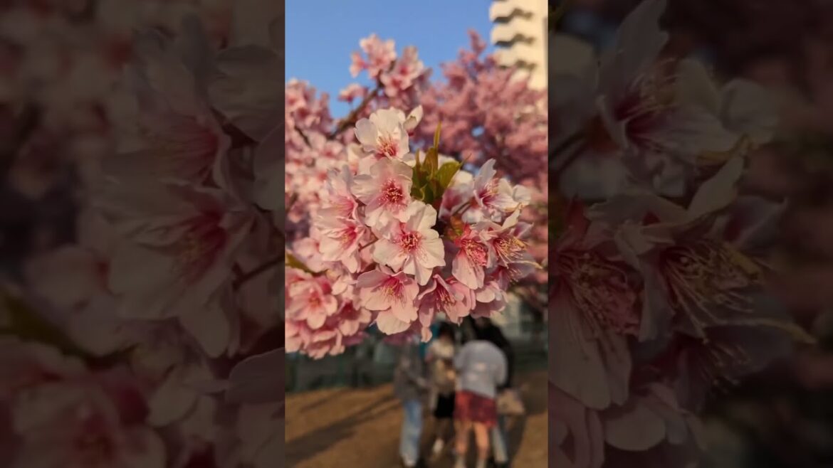 A Blooming Experience: Cherry Blossom in Japan !!! #spring #cherryblossom #flowers A Blooming Experience: Cherry Blossom in Japan !!! #spring #cherryblossom #flowers