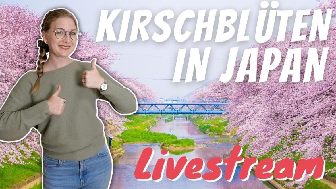 Kirschblüten (Sakura) in Japan [Livestream]