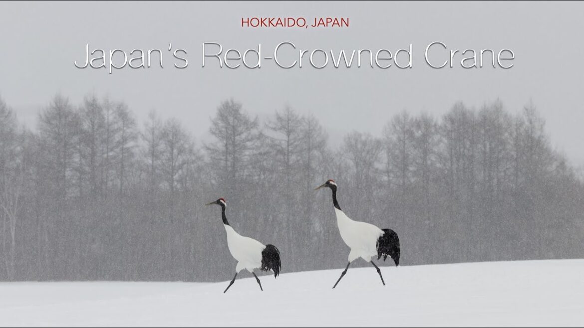 Photography Bucket List | a 5 out of 5 Image | Hokkaido, Japan | Wildlife | 北海道フォトグラファー｜ 丹頂, 鶴