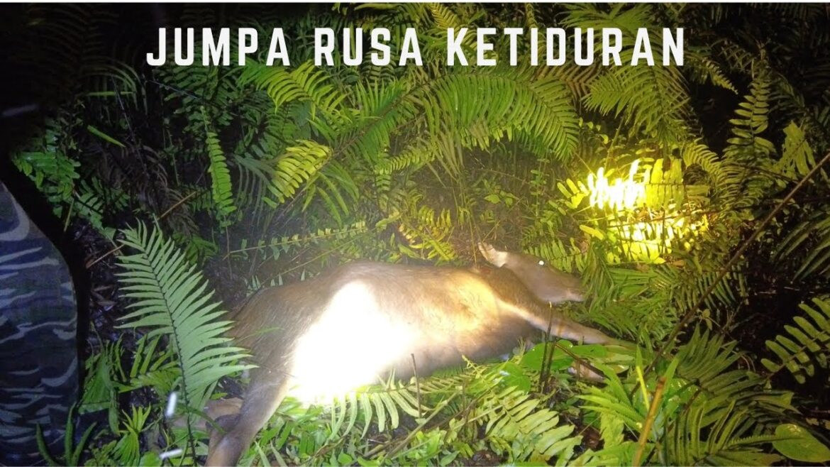 Bertemu rusa yang sedang tidur ketika melakukan perjalanan ke Batu Keling Naha Nyabong. Bertemu rusa yang sedang tidur ketika melakukan perjalanan ke Batu Keling Naha Nyabong.