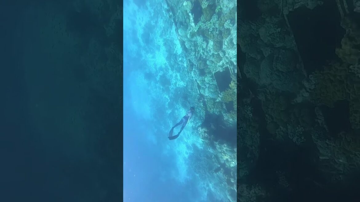 Swimming inside SHIPWRECK #shorts #freediving #travel Swimming inside SHIPWRECK #shorts #freediving #travel