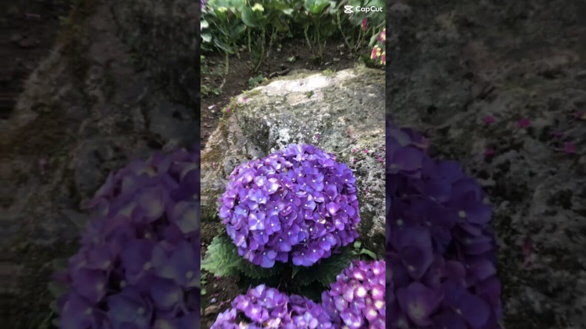 Best places to visit in the Philippines: Baguio ☀️#shorts Best places to visit in the Philippines: Baguio ☀️#shorts