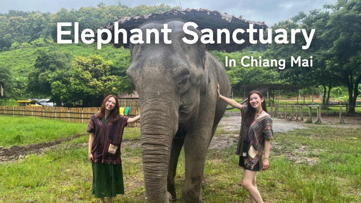 【チェンマイ】象と友達になれる非日常体験で癒された