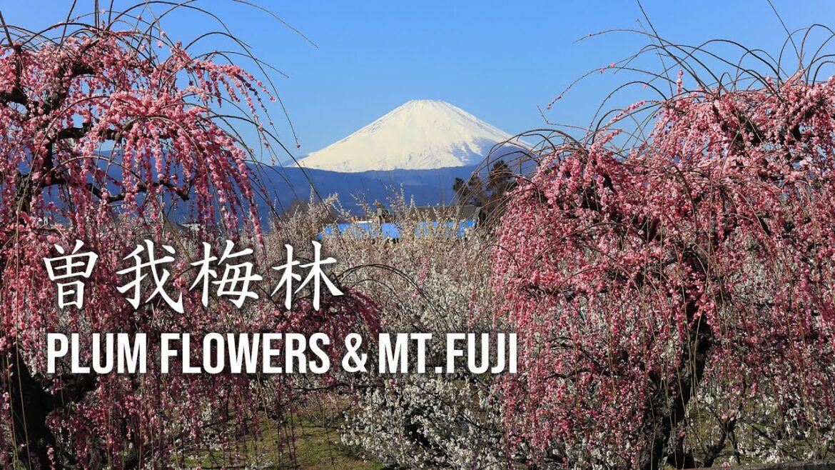 Plum Blossoms with Mt. Fuji/Soga Bairin Odawara KANAGAWA/小田原の曽我梅林