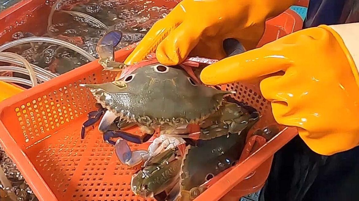 How to Cook Chili Crabs -Taiwan street food How to Cook Chili Crabs -Taiwan street food