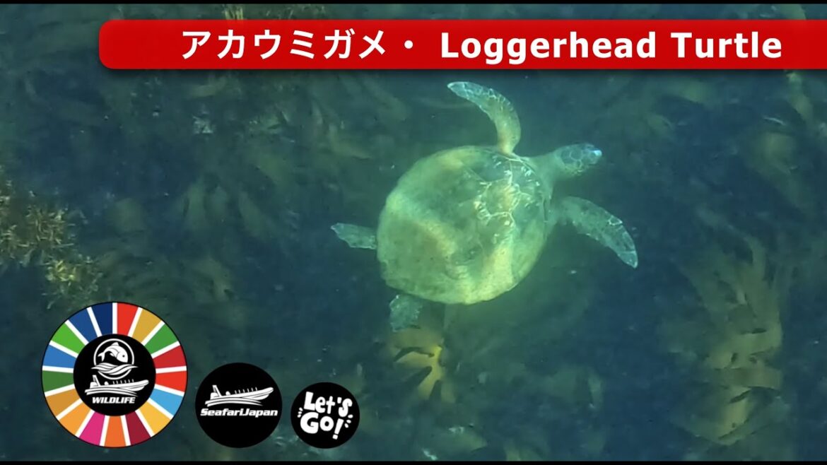 Sea Turtles On Aqua Scope Tour Chiba Japan with Seafari Japan Sea Turtles On Aqua Scope Tour Chiba Japan with Seafari Japan