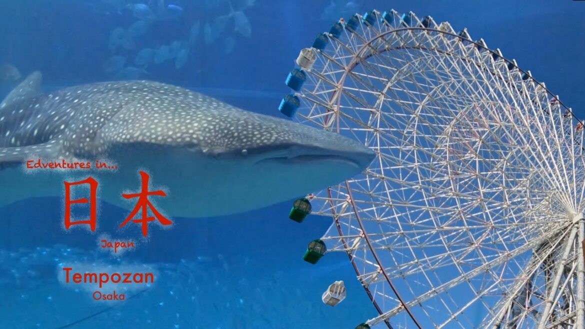 Whale Sharks and Ferris Wheels in Osaka
