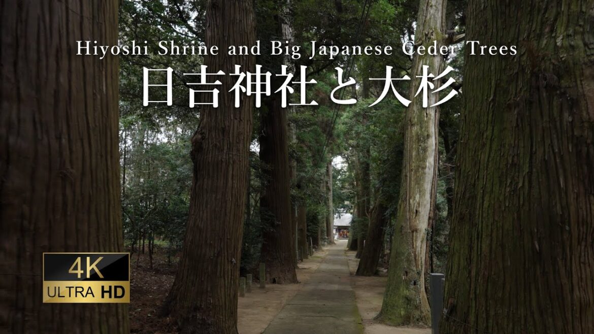 [ 4K JAPAN WALK ] Hiyoshi Shrine and Japanese Large Cedar Trees. |  千葉県東金市の日吉神社と樹齢400年を越える大杉