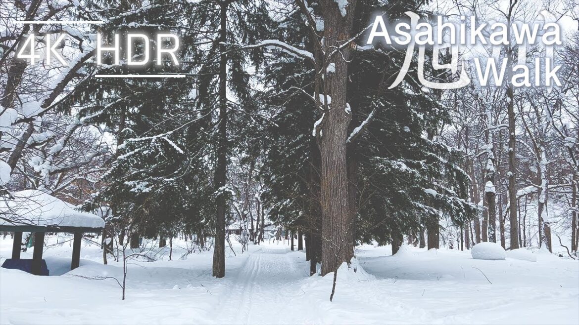 Quiet Silver Forest Walk in Asahikawa, Hokkaido, Japan | 4K HDR Quiet Silver Forest Walk in Asahikawa, Hokkaido, Japan | 4K HDR