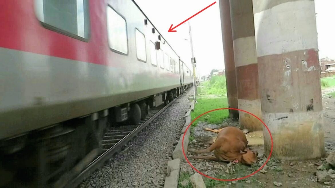 Live Accident! Train Hits Cow At Full Speed