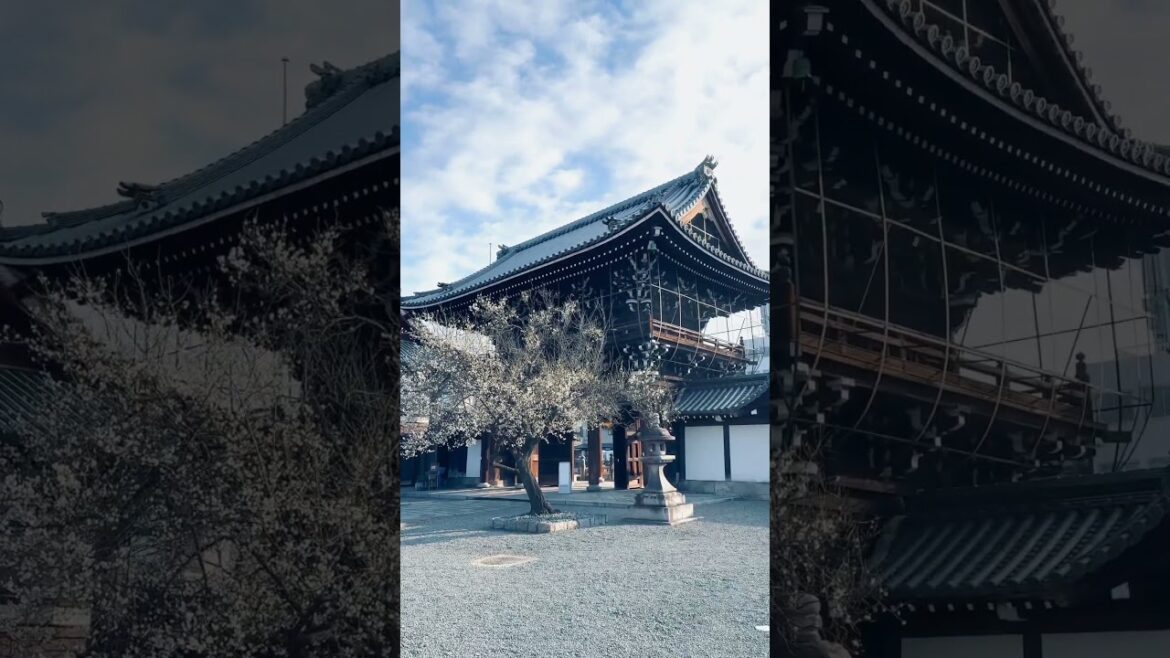 Plum blossom at Koshoji temple in Kyoto #spring #shorts #videography #kyotostation