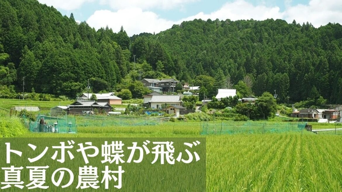 トンボや蝶が飛ぶ真夏の農村を歩く【田舎散歩・自然・山間】Kimino Town Hasemiya, Wakayama, Japanese Village