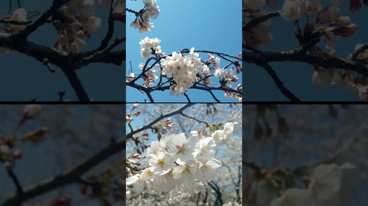 Travel In Kyoto 京都旅行